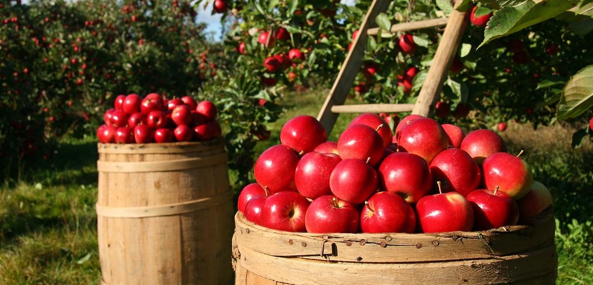 Apples