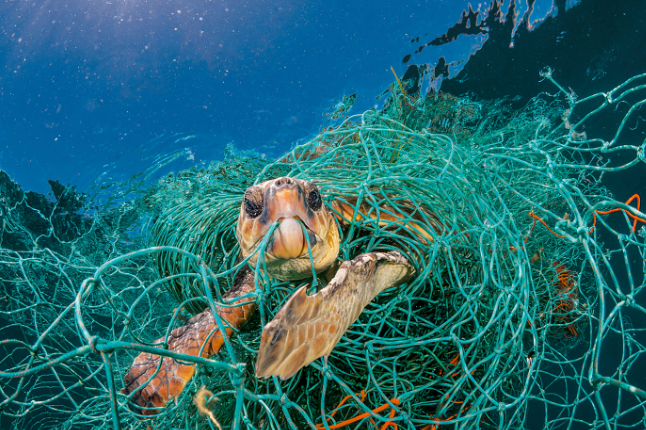 Eliminación especies marinas en peligro de extinción